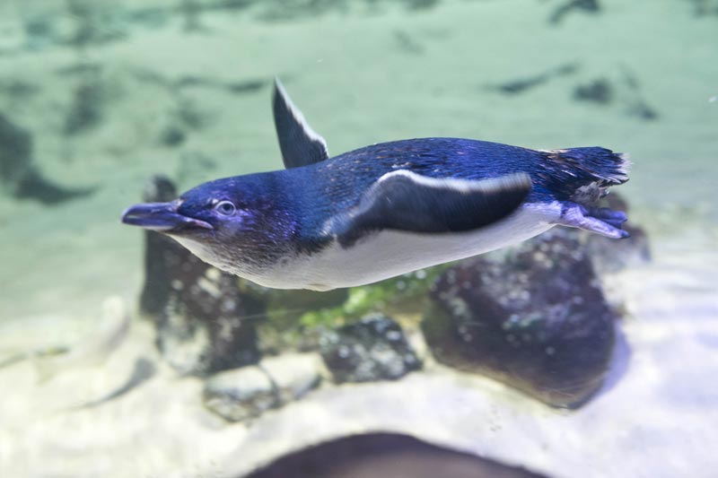 Penguin-Swimming